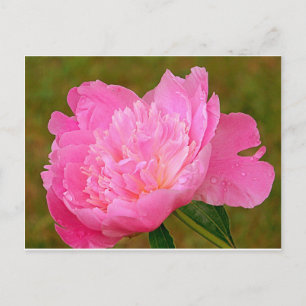 Pale Pink Peony Postkarte