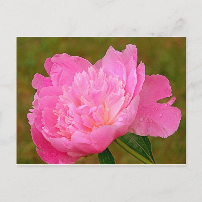 Pale Pink Peony Postkarte (Vorderseite)