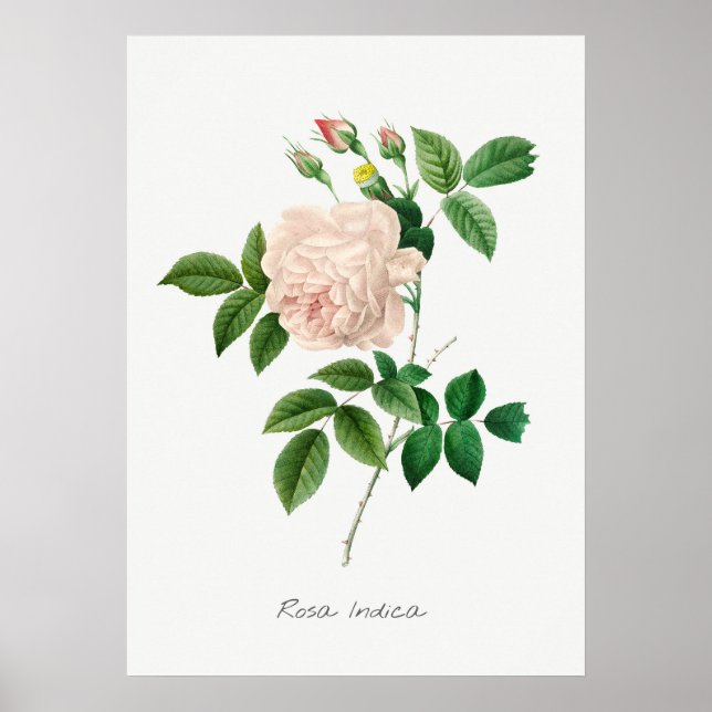 Pale Pink Rose Botanical Illustration Poster (Vorne)