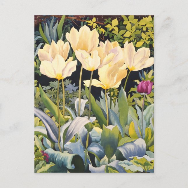 Pale Tulips Postkarte (Vorderseite)