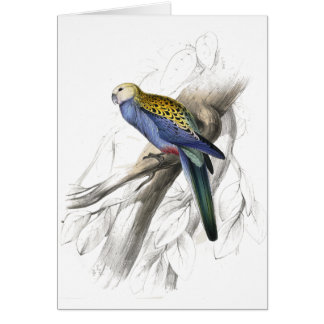 Paleheaded Parrakeet durch Edward Lear