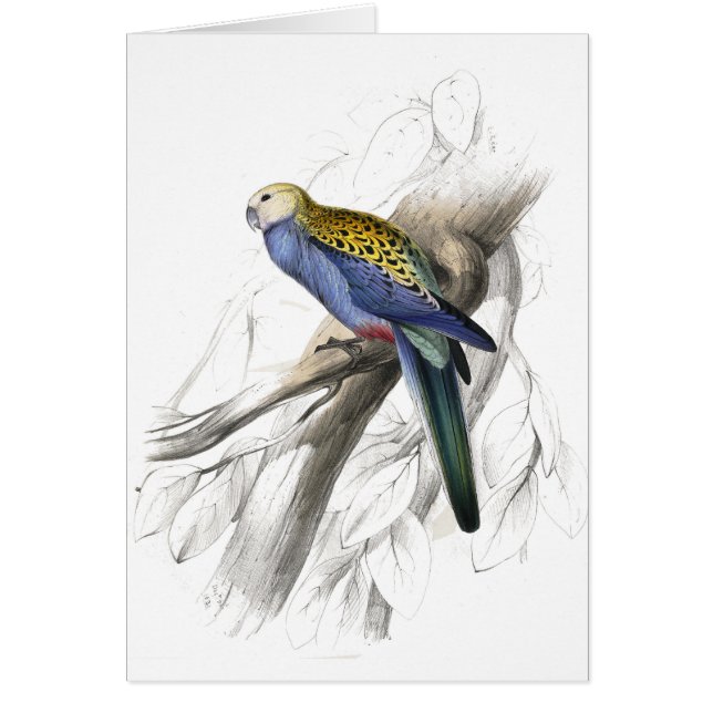 Paleheaded Parrakeet durch Edward Lear (Vorne)