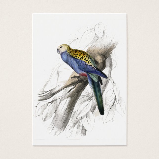 Paleheaded Parrakeet von Edward Lear (Vorderseite)