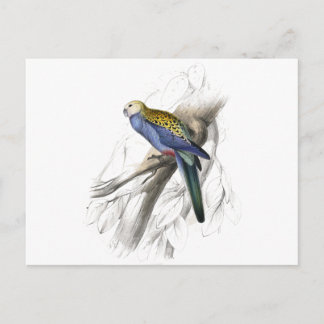 Paleheaded Parrakeet von Edward Lear Postkarte