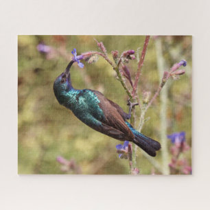 Palestina Sunbird, National Bird Wildlife Poster