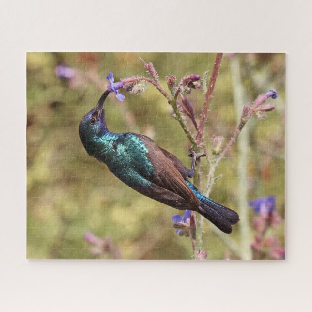 Palestina Sunbird, National Bird Wildlife Poster (Horizontal)