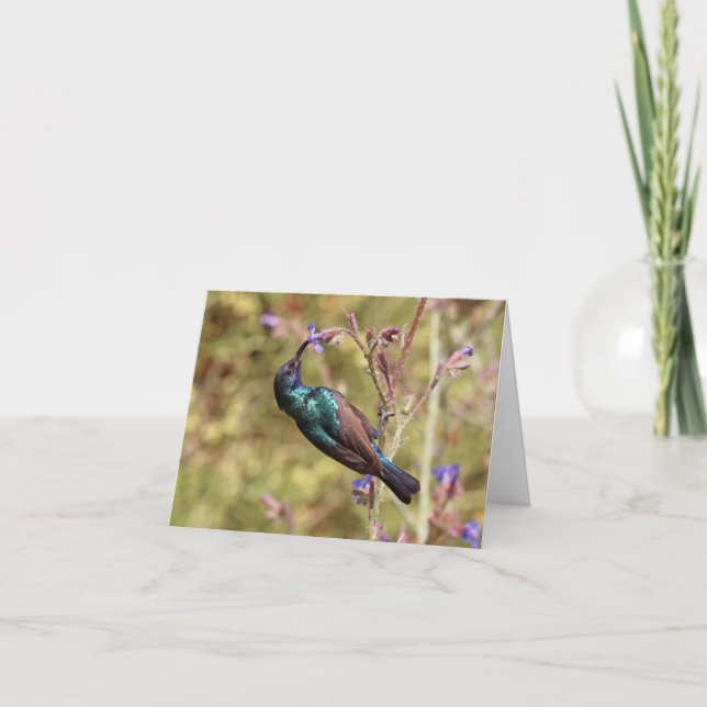 Palestina Sunbird, National Bird Wildlife Poster Karte (Vorderseite)