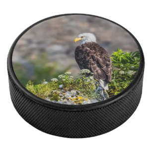Palet De Hockey Aigle bald assis sur le rocher