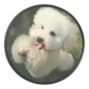 Palet De Hockey Animaux domestiques, chien, caniche