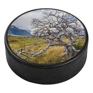 Palet De Hockey Arbre brûlé, Torres del Paine, Chili