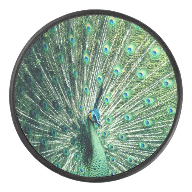 Palet De Hockey Strut Peacock (Devant)