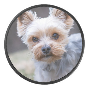 Palet De Hockey Yorkshire terrier, chien, animal de compagnie