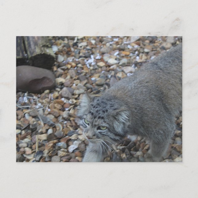 Pallas Cat (Handbuch) Zoo Fotografie Postkarte (Vorderseite)