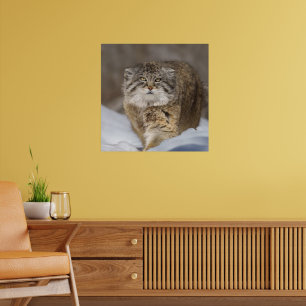 Pallas-Katze im Schnee Poster