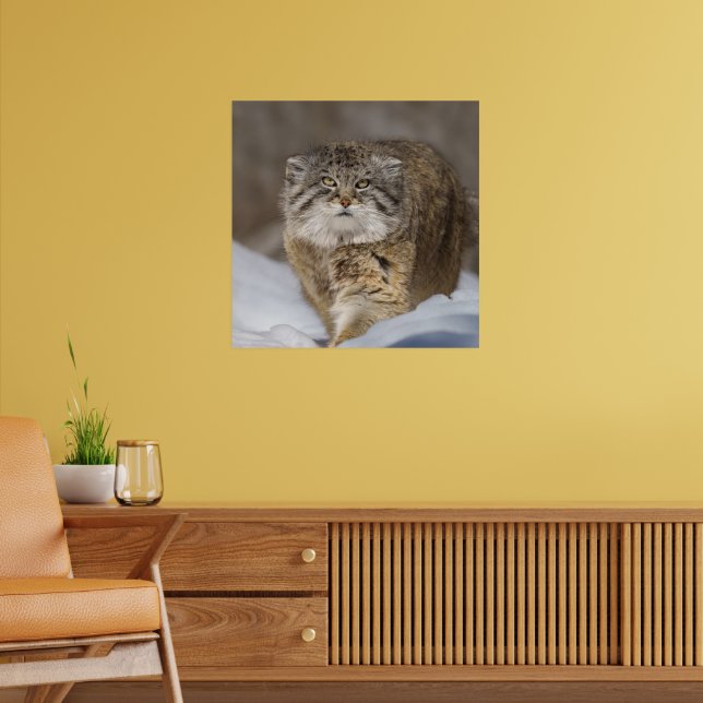 Pallas-Katze im Schnee Poster (Wohnzimmer 2)