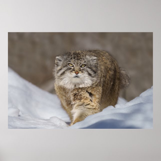 Pallas Katze im Schnee Poster (Vorne)