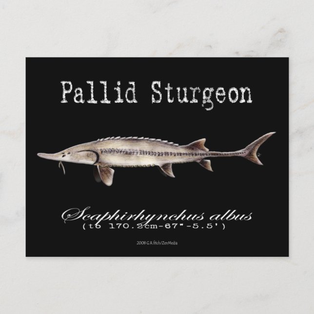 Pallid Sturgeon-Black-Postcard Postkarte (Vorderseite)
