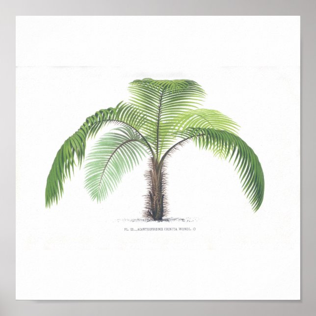 Palm-Abbildung III-Sammlung Poster (Vorne)