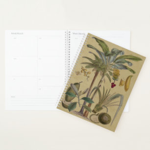 Palm Antique Fruit Tropical Art Botanique