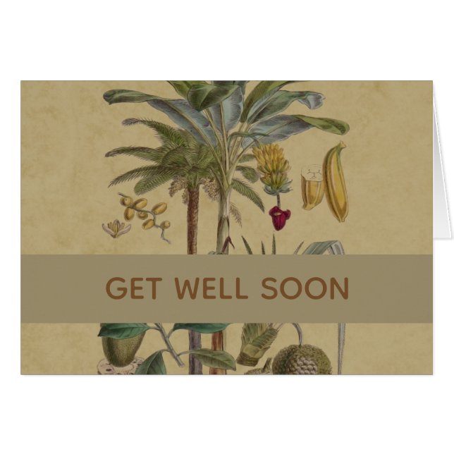 Palm Antique Fruit Tropical Art Botanique (Devant horizontal)