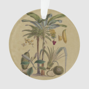 Palm Antique Fruit Tropical Art Botanique