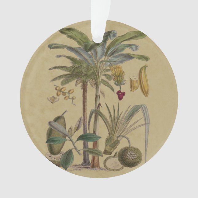 Palm Antique Fruit Tropical Art Botanique (devant)