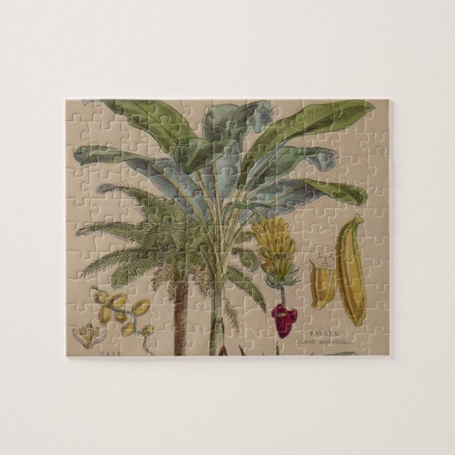 Palm Antique Tropical Frucht Botanische Kunst (Horizontal)