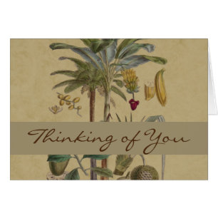 Palm Antique Tropical Frucht Botanische Kunst