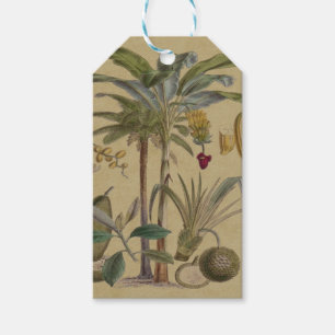 Palm Antique Tropical Frucht Botanische Kunst Geschenkanhänger