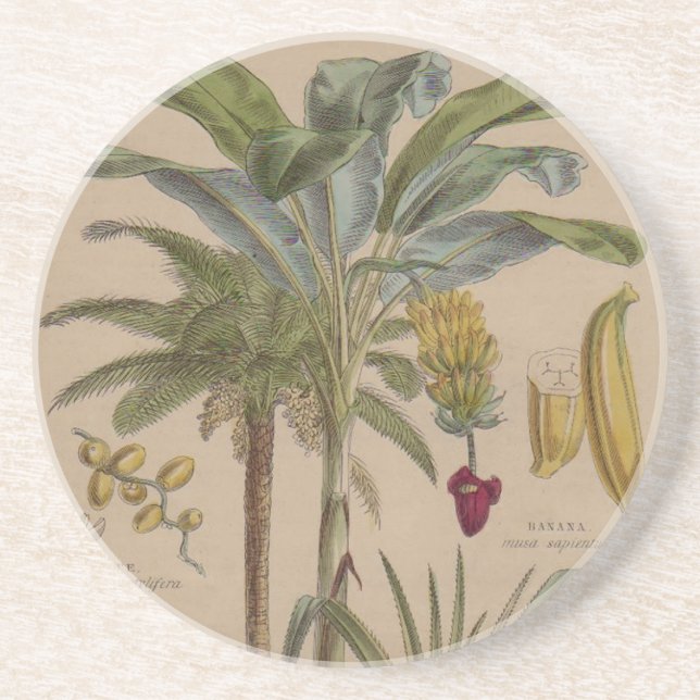 Palm Antique Tropical Frucht Botanische Kunst Getränkeuntersetzer (Vorne)