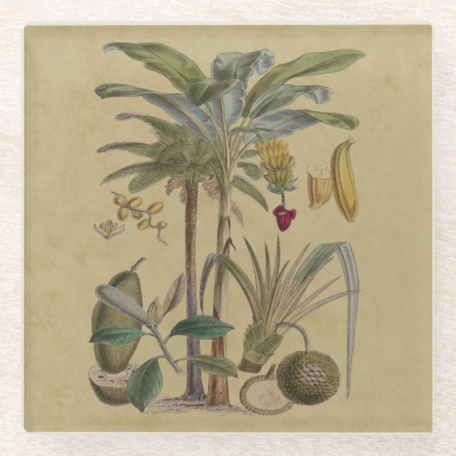 Palm Antique Tropical Frucht Botanische Kunst Glasuntersetzer (Vorderseite)