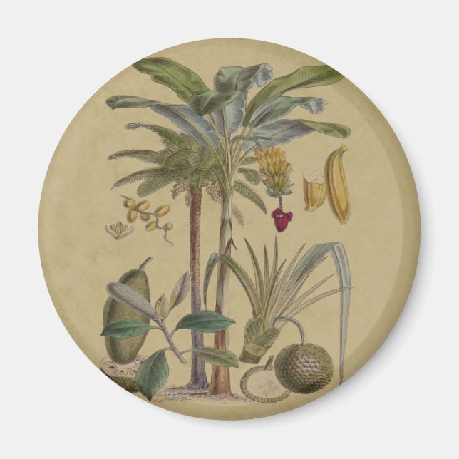 Palm Antique Tropical Frucht Botanische Kunst Magnet (Vorne)