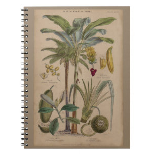 Palm Antique Tropical Frucht Botanische Kunst Notizblock
