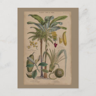 Palm Antique Tropical Frucht Botanische Kunst Postkarte