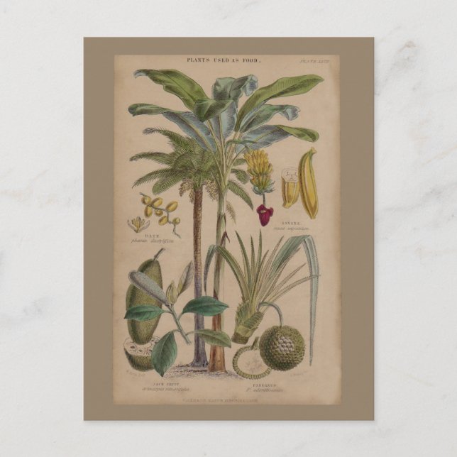 Palm Antique Tropical Frucht Botanische Kunst Postkarte (Vorderseite)