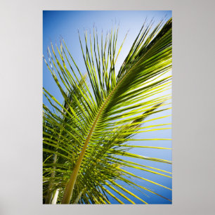 Palm-Baumposter/Leinwand Poster