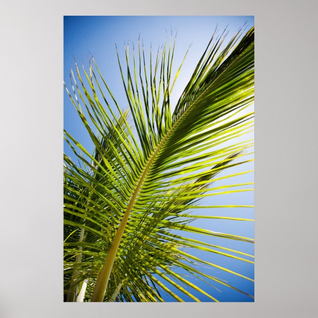 Palm-Baumposter/Leinwand Poster (Vorne)