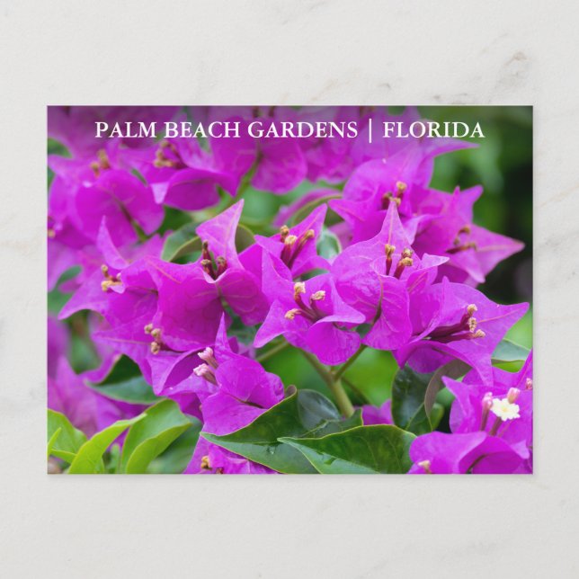 Palm Beach Gardens Florida Postkarte (Vorderseite)