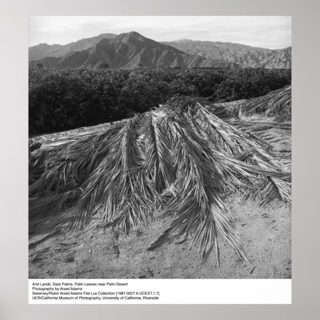Palm Blätter in der Nähe der Wüste Palm von Ansel  Poster (Vorne)