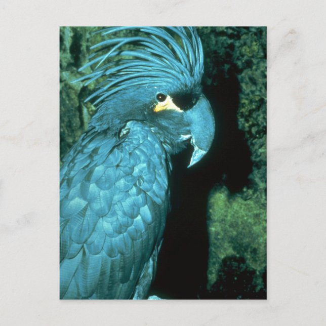 Palm Cockatoo hat imposantes Kopfkleid Postkarte (Vorderseite)