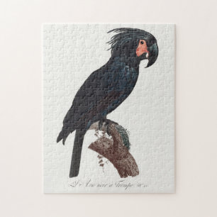 Palm Cockatoo, Probosciger aterrimus Parrot