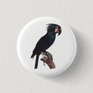 Palm Cockatoo, Probosciger aterrimus Parrot Button