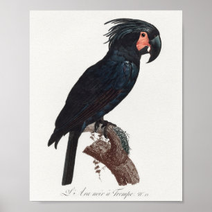 Palm Cockatoo, Probosciger aterrimus Parrot Poster