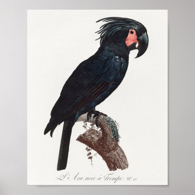 Palm Cockatoo, Probosciger aterrimus Parrot Poster (Vorne)
