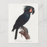 Palm Cockatoo, Probosciger aterrimus Parrot