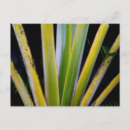Palm Fan Postkarte