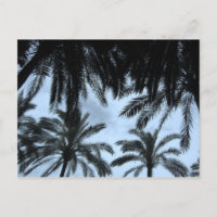 Palm Fill Sky