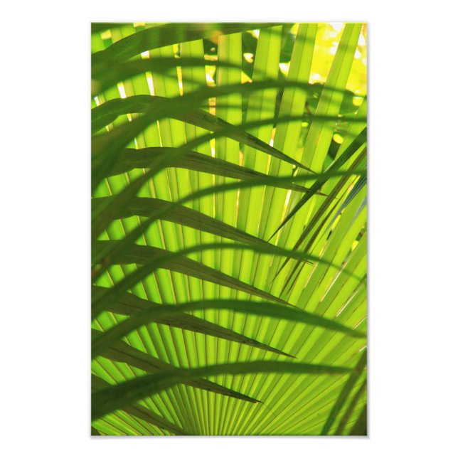 Palm Frond Layers, Landschaftsmuster Abstrakt Fotodruck (Vorne)
