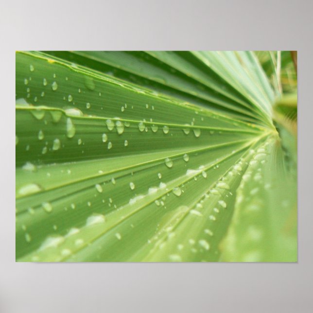 Palm Frond Poster (Vorne)