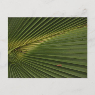 Palm Frond Postkarte